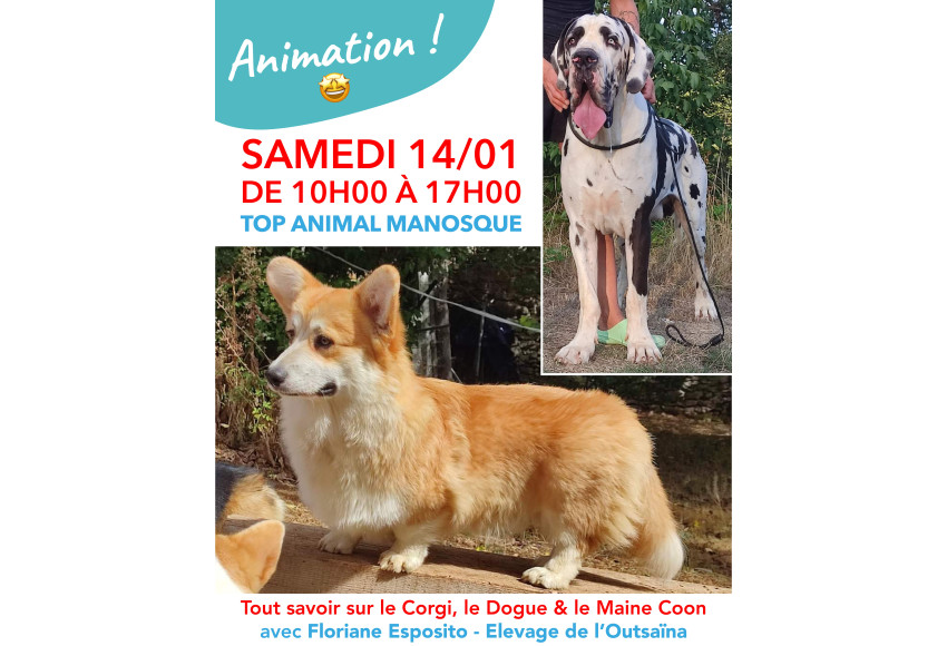 ANIMATION MAINE COON, CORGI, DOGUE ALLEMAND